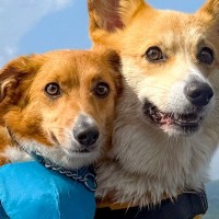 『2匹の犬が仲良くくっついている』と思ったら…想像もしなかった『まさかの展開』に4万いいね「押すなよ…押すなよｗｗ」「可愛すぎ」と爆笑