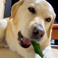 キュウリが好きすぎる大型犬→丸ごと渡した結果…思った以上に『爽快感あふれる食事の光景』に1万いいね集まる「ずっと聞いてたい」「咀嚼音最高」