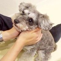 実家にいたパパが４日ぶりに帰宅→犬が待ち構えていて…涙が出るほど愛おしい『熱烈大歓迎』に反響「スキンシップ長くて可愛い」「嬉しいね」