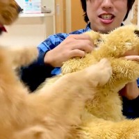 大型犬の目の前で『自分にそっくりなぬいぐるみ』を可愛がったらどうするのか検証→まるで彼女？恋人のようなリアクションが話題「大好き伝わる」