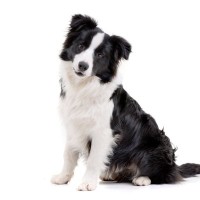 『カッコいい犬種』４選　イケメンなワンコの見た目や性格の違いを詳しく解説