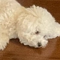 朝4時、犬に叩き起こされた結果…数時間後→突っ込まざるを得ない『衝撃の光景』に3万9000いいね集まる「うちの子もそう」と共感の声も