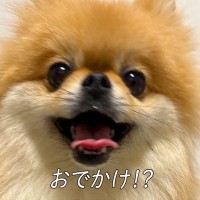 お出かけに大喜びしていた犬→帰宅すると…思っていたのと違う『まさかの展開と表情』に7万いいね「感情の落差に笑った」「しょんぼり可愛い」