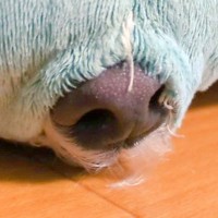 『犬が眠っている』と思ったら、なぜか鼻だけが…愛おしすぎる『まさかの寝姿』が221万表示「触りたい衝動に駆られる」「最高にかわいい」