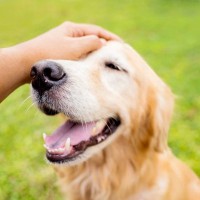 犬を幸せにすることができる『撫で方』5選　愛犬の幸福度を高めるスキンシップ方法とは？