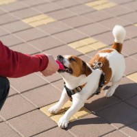 犬が『独り占めしたい』ときにみせる5つの行動　考えられる原因から改善策まで解説