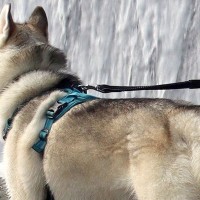 『滝とハスキー犬の写真』を撮った結果…思っていたのと違う『奇跡の一枚』に6万9000いいね「めちゃ笑った」「勢いえげつなくて草」と爆笑