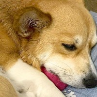 大好きなお兄ちゃんから『おもちゃを買ってもらった犬』…思わず涙が出てくる『尊すぎる光景』が31万表示「健気で感動」「ステキなお話」と絶賛