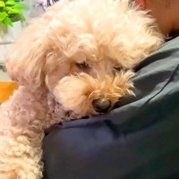 お姉ちゃんの抱っこでウトウトしていた犬→いざ寝る時間になると…人間の子どものような『予想外な行動』に反響「楽しい光景ｗ」「癒された」