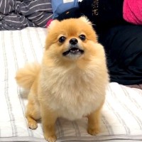 何かを必死に訴える犬→『散歩に行きたいのかな』と思っていたら…あまりにも尊い『まさかの理由』に反響「覚えてるんだ」「すべてが可愛い」