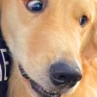 普段は社交的な大型犬→苦手な人を前にすると…思った以上の『まさかの拒否反応』に2万いいね「正直者すぎて笑ったｗ」「顔がマジで草」と爆笑