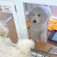 兄妹犬の1匹をお迎え→別の店で『もう1匹』が…涙が止まらない『運命的な再会』と『まさかの展開』が323万再生「奇跡ってあるんだ」「感動」
