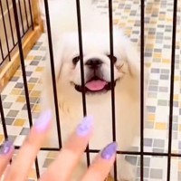 『あっ、まだいる』常に売れ残っていたボロボロの犬を飼った結果…素敵すぎる『現在の光景』が10万再生「表情が全然違う」「愛って素晴らしい」