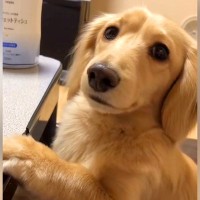 犬になぞなぞを出してみたら、ハッキリと…まさかの『会話が成り立つお返事の仕方』が1000万再生超え「前世人間ｗ」「可愛すぎる」と絶賛