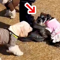『ほかの犬のパパ』に甘えまくった犬→ブチギレられた結果…あまりにも速い『降参の瞬間』が53万再生「秒すぎて草」「笑っちゃうｗ」と爆笑