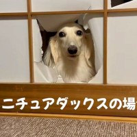 『自分は小さい』と思いこんでいる大型犬→小型犬が通った隙間を通ろうとして…まさかの『切なすぎる光景』が話題「なんで？って顔ｗ」「可愛い」