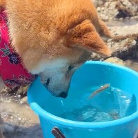 海で磯遊び中、バケツの中の魚を見ていた犬→次の瞬間…予想もつかなかった『大胆すぎる行動』が35万再生「ワイルドｗ」「エンジョイしてる」