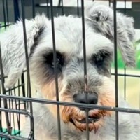 譲渡会に参加した元繁殖犬→誰からも声がかからず、募集期間がどんどん過ぎ…涙が止まらない『まさかの出会い』が75万再生「グッときた」と反響