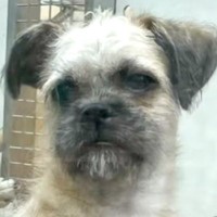 生後9ヶ月になっても売れ残っていた犬→家に迎えると決めた結果…泣けるほど素敵な『3歳になった光景』に感動「表情がとてもいい」「涙出た」