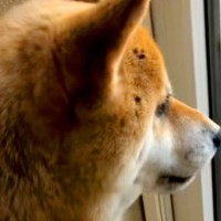 お姉ちゃんが大好きな犬→『内緒で帰省した』結果…サプライズで見せた『想像以上の尊い反応』が143万再生「心が真っすぐ」「泣けちゃう」