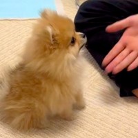 手のひらサイズの赤ちゃん犬と『フセの練習』をしていたら…破壊力が高すぎる『泣けるほど可愛い行動』が466万再生「胸が苦しい」「違う芸ｗ」