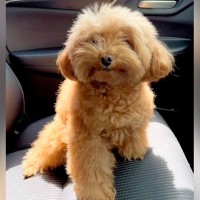 毛がもふもふに伸びた犬→『羊カットにしてほしい』とオーダーした結果…想像の上をいく『まさかの光景』が533万再生「ある意味完璧ｗ」と反響