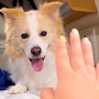 パパに脱毛テープをしようとしたら、犬が『どうしても見たい』と訴えてきて…剥がした瞬間に見せた『まさかの光景』が255万再生「可愛すぎｗ」