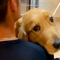 パパにべったりくっつく大型犬→でもママの前では…あまりにも露骨すぎる『態度の違い』が94万再生「彼女感すごい」「恋してる目」と反響