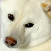 『5年間、柴犬と暮らして分かったこと』お迎え前にイメージしていたことが…ことごとく裏切られる記録に88万再生の反響「ニヤけた」「最高」