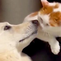 相思相愛な『大型犬と猫』→何気なく撮影したら…あまりにも尊い『デレデレなやり取り』が122万回表示の反響「なんて素敵な時間」「たまらん」