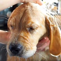 『初めてのシャンプー』をする大型犬の赤ちゃん→怖がるかと思いきや…まさかの『睡魔に襲われた光景』が9万再生「おねむ顔ｗｗ」「大物」と反響