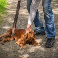 犬が『人間不信』になる原因3つ　愛犬を苦しめるNG行動から信頼関係の作り方まで