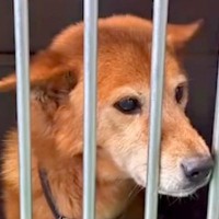 飼い主に捨てられても『６ヶ月間待ち続けた放浪犬』→処分寸前で救われて…涙腺崩壊する結末が7万再生「奇跡が起きた」「絶対に幸せに」と感動
