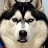 AIで『犬を激太りさせてみた』結果→巨大化するだけかと思いきや…『衝撃の変化』に128万再生の反響「声出して笑った」「なぜこうなったｗ」