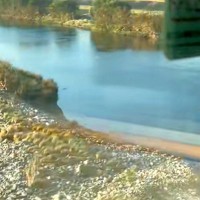 『電車が来ると回ってしまう犬』を電車の中から撮った結果→わかりづらいかなと思ったら…『想像以上の光景』が254万再生「遠くてもわかるｗ」