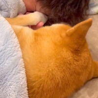 『9年間、犬と一緒に暮らした』結果…もはや人間の子どものような『尊すぎる光景』が73万再生「後頭部たまらんｗ」「めっちゃわかる」と共感も