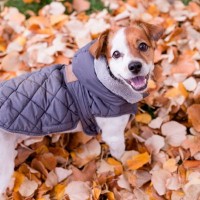『洋服を着せた方がいい』犬種3選　服が役立つシーンや着せるときの注意点まで