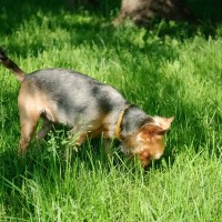犬が『食糞』する理由5選　やめさせる方法はあるの？ウンチを食べてしまったときの適切な対応まで
