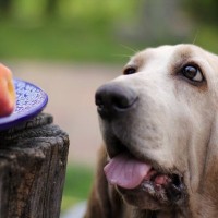 犬に絶対NGな『果物の種』5選　誤食してしまったときにまずやるべきこととは？