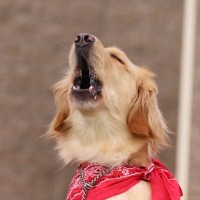 犬が無駄吠えするようになってしまう絶対NG行為5選　問題行動を助長する飼い主の行動とは？