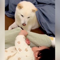 『寝る気ゼロの赤ちゃん』vs『寝かしつけたい犬』微笑ましすぎる平和な攻防が話題「見守っててえらい」「私も寝かしつけてほしい」と絶賛