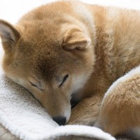 犬が『腹痛を訴えている』ときにみせる行動8選　今すぐに病院へ行くべき状態とは？