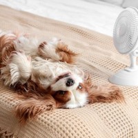 犬が『クーラー病』になっているときの症状3選　主な判断基準や予防策まで