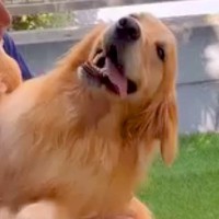 『大好きな植木屋さん』が家に来たら、大型犬が大喜びして…もはや仕事にならない『イチャイチャタイム』が9万再生「幸せそう」「素敵な関係」