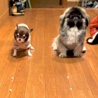 オヤツを並べて『早食い競争』する犬2匹→スタートした瞬間…思っていたのと違いすぎる『予想外の展開』が10万再生「爆笑した」「シュールｗ」