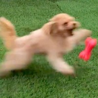 犬のおもちゃを投げた結果→遊んでくれるかと思ったら…予想を遥かに超える『衝撃の行動』が386万再生「なんでやｗ」「何度見ても飽きない」