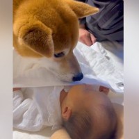 孫が生まれたので『犬と会わせてみた』結果…赤ちゃんとの初対面で見せた『まるで親子のような光景』が65万再生「涙出た」「立派」と感動の声