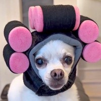 3匹の犬のために『ファッショングッズ』を買った結果…思っていたのと違う『失敗の連続』が可愛すぎると反響「吹いたｗ」「可愛いから問題なし」