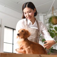 犬のトリマーや獣医師の年収っていくらぐらい？主な仕事内容から必要な資格まで解説