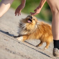 犬に『吠えられがちな人』の共通点5つ　警戒されてしまう原因や仲良くなるための秘訣をご紹介